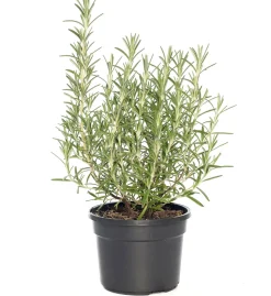 Biologischer Rosmarin (Rosmarinus Officinalis 'Blue Winter')