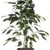 Birkenfeige (Ficus benjamina 'Danielle') D 17 cm H 70 cm