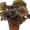 Blattbegonie (Begonia rex (MC) 'Macarena') D 13 cm H 25 cm