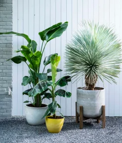 Blaue Palmlilie (Yucca rostrata) D 40 H 100 cm