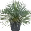 Blaue Palmlilie (Yucca rostrata) D 36 H 60 cm
