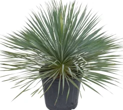 Blaue Palmlilie (Yucca rostrata) D 36 H 60 cm