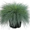 Blauschwingel (Festuca glauca 'Intense Blue') D 17 H 35 cm