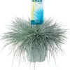 Blauschwingel XL (Festuca glauca 'Intense Blue') D 23 H 45 cm