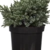 Blauzeder-Wacholder (Juniperus squamata 'Blue Star') D 17 H 15 cm
