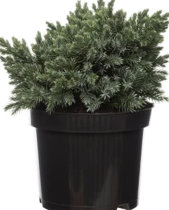 Blauzeder-Wacholder (Juniperus squamata 'Blue Star') D 17 H 15 cm