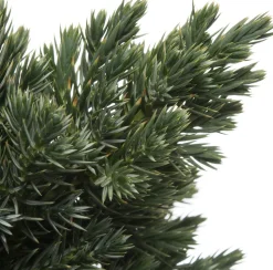 Blauzeder-Wacholder (Juniperus squamata 'Blue Star') D 17 H 15 cm