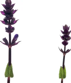 Blüten-Salbei (Salvia nemorosa 'Caradonna') D 11 H 10 cm