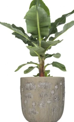 Blumentopf Mohnblumen crème D 25 H 25 cm