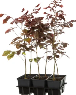 Blutbuche (Fagus sylvatica 'Atropunicea') D 9 H 60 cm