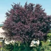 Blutpflaume (Prunus cerasifera 'Nigra') D 32 H 180 cm