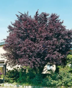 Blutpflaume (Prunus cerasifera 'Nigra') D 32 H 180 cm