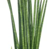 Bogenhanf (Sansevieria bacularis 'Mikado') D 12 cm H 40 cm