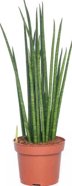 Bogenhanf (Sansevieria bacularis 'Mikado') D 12 cm H 40 cm