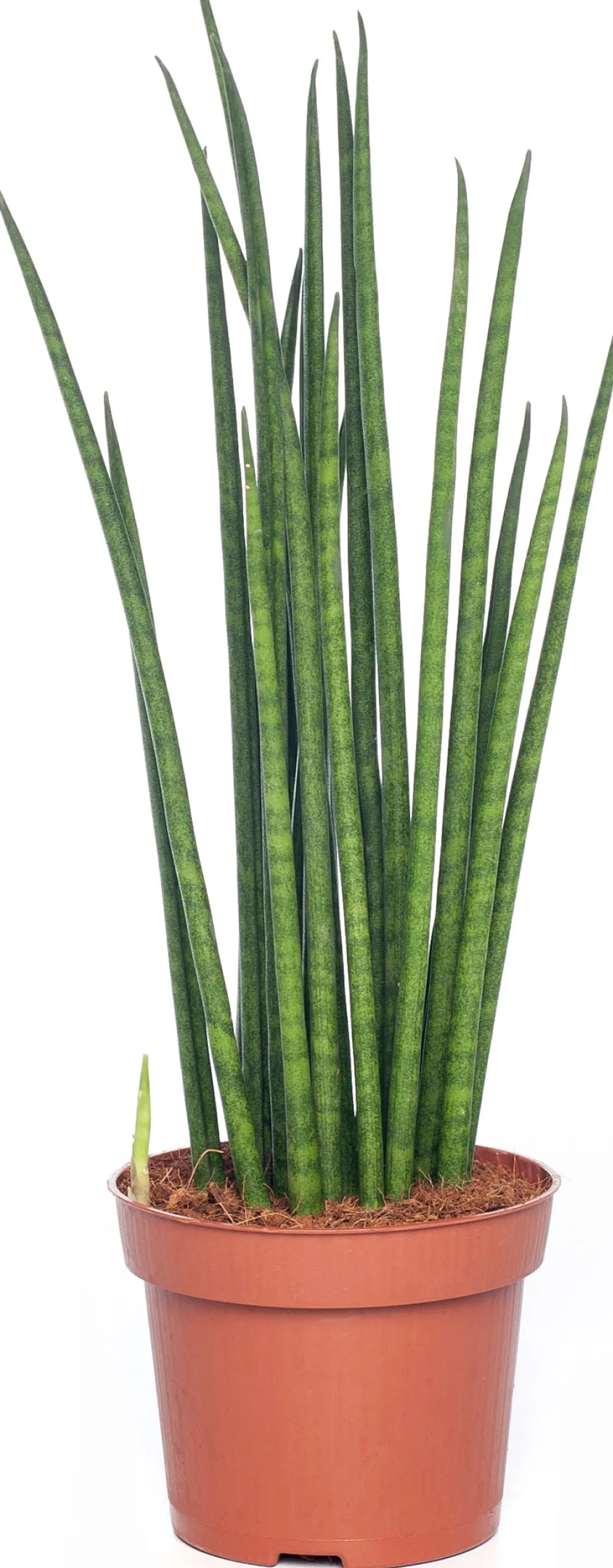 Bogenhanf (Sansevieria bacularis 'Mikado') D 12 cm H 40 cm