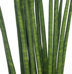 Bogenhanf (Sansevieria bacularis 'Mikado') D 12 cm H 40 cm