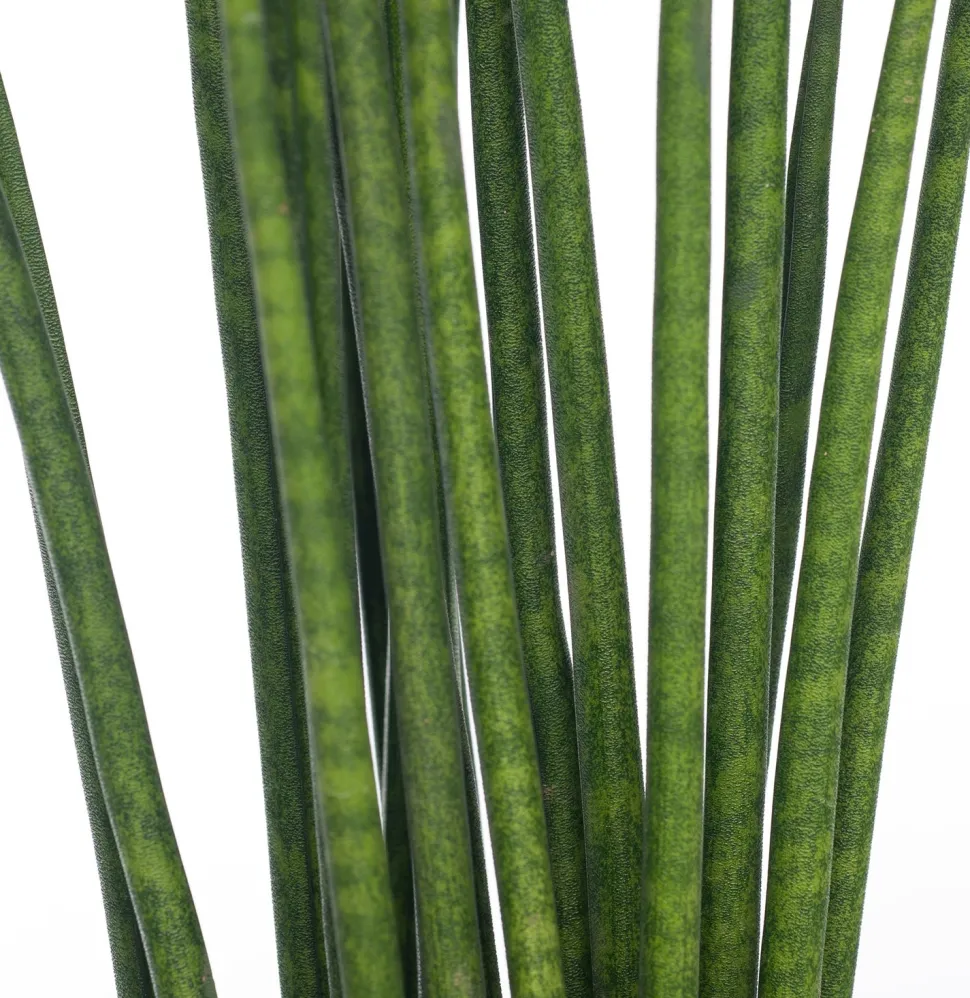 Bogenhanf (Sansevieria bacularis 'Mikado') D 12 cm H 40 cm