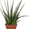 Bogenhanf (Sansevieria 'Fernwood Mikado') D 12 H 40 cm