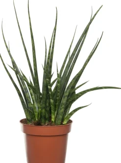 Bogenhanf (Sansevieria 'Fernwood Mikado') D 12 H 40 cm