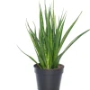 Bogenhanf (Sansevieria kirkii 'Friends') D 15 H 40 cm