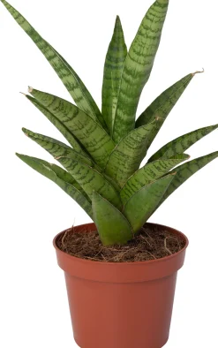 Bogenhanf (Sansevieria 'Tough Lady') D 10 H 25 cm