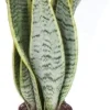 Bogenhanf (Sansevieria trifasciata 'Laurentii') D 12 H 40 cm