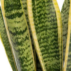 Bogenhanf (Sansevieria trifasciata 'Laurentii') D 17 H 65 cm