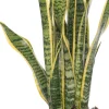 Bogenhanf (Sansevieria trifasciata 'Laurentii') D 14 H 50 cm