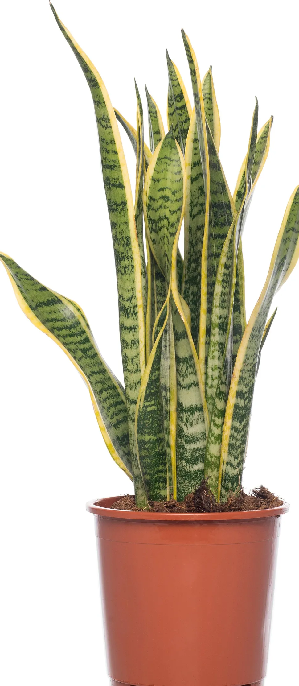 Bogenhanf (Sansevieria trifasciata 'Laurentii') D 14 H 50 cm