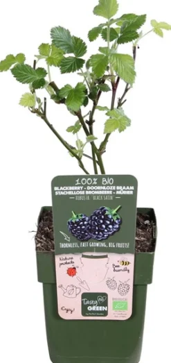 Brombeere stachellos (Rubus fruticosus 'Black Satin') H 45 cm