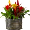 Bromelie Herbst-Mix (Bromelia) D 12 cm H 35 cm