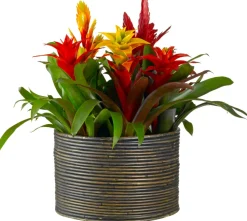 Bromelie Herbst-Mix (Bromelia) D 12 cm H 35 cm
