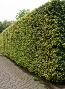 Buche (Fagus Sylvatica)