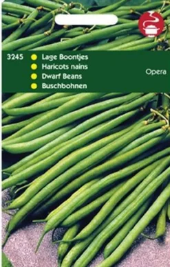 Buschbohnen (Phaseolus vulgaris 'Opera') Samen