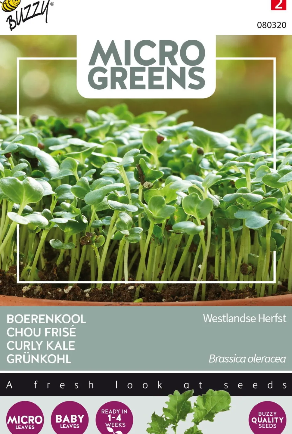 Buzzy® Microgreens Grünkohl Sprossen (Brassica oleracea var. acephala sabellica) Sprossen (BIO) Samen