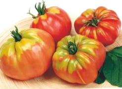 Buzzy® Pomodori Fleischtomate (Solanum lycopersicum 'Cœur de Bœuf') Samen