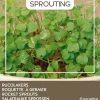Buzzy® Rucola Sprossen (Eruca vesicaria ssp. sativa) (BIO) Samen