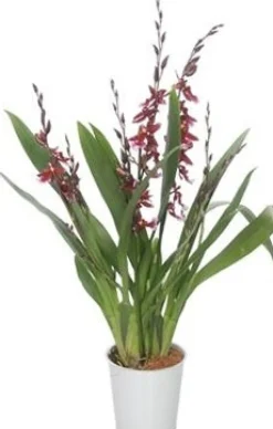 Cambria-Orchidee (Cambria 'Barocco') D 12 H 50 cm
