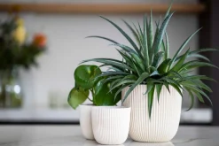 Capi Europe Blumentopf Groove beige D 16,5 H 15 cm