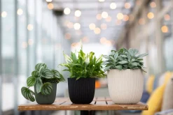 Capi Europe Blumentopf Groove beige D 21,5 H 20 cm