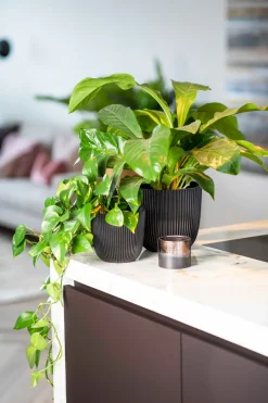 Capi Europe Blumentopf Groove schwarz D 21,5 H 20 cm