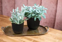 Capi Europe Blumentopf Groove schwarz D 21,5 H 20 cm