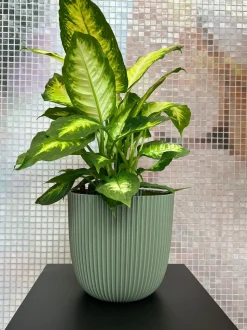 Capi Europe Blumentopf Groove grün D 21,5 H 20 cm