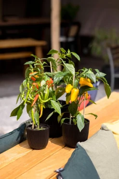 Capi Europe Blumentopf Groove schwarz D 16,5 H 15 cm