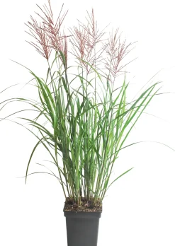 Chinaschilf (Miscanthus sinensis ‘Vulcano’) D 23 H 80 cm