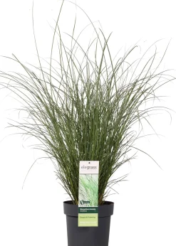 Chinaschilf (Miscanthus sinensis 'Gracillimus') D 23 H 100 cm