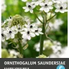 Chincherinchee (Ornithogalum saundersiae) Blumenzwiebeln
