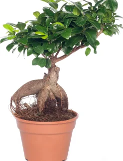 Chinesische Feige (Ficus microcarpa 'Ginseng') D 17 cm H 40 cm