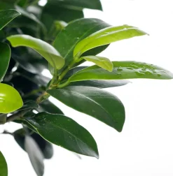 Chinesische Feige (Ficus microcarpa 'Ginseng') D 17 cm H 40 cm