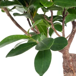 Chinesische Feige (Ficus microcarpa 'Ginseng') D 15 cm H 40 cm